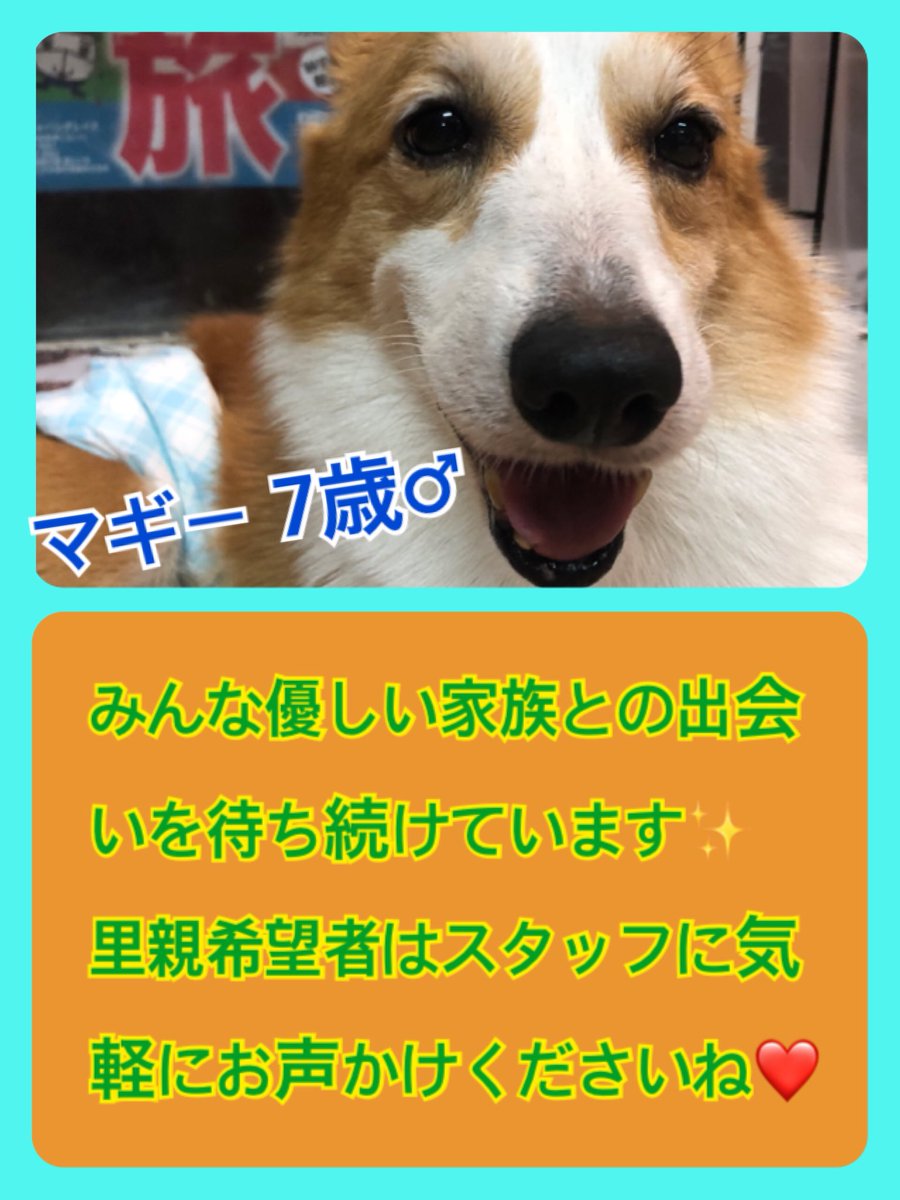 🐾今日の里親様募集中ワンコ🐶メンバーです🐾2019,1,8